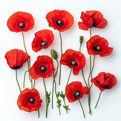 Obraz premium Red Poppies Flatlay