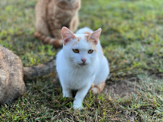 먹을것을  바라보고있는 흰색과 노란색의  고양이