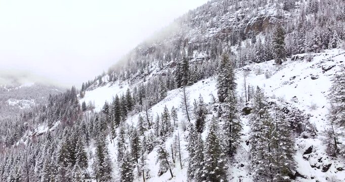 Snowy Evergreen Trees Aerial Drone Whitefish Montana