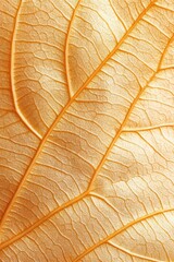 Fototapeta premium Close-up of textured golden leaf veins in autumn light