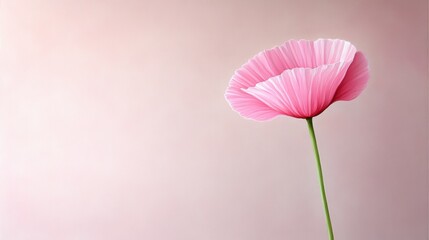 Fototapeta premium Elegant pink flower against minimalist pastel background