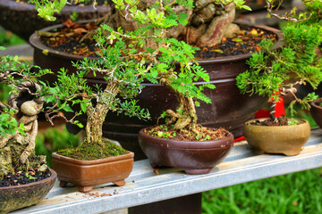 Miniature Bonsai Trees: A Serene Collection in Brown Pots