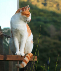 나무 위에 앉아서 옆을 바라보고 있는 고양이