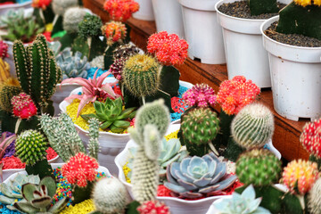 Colorful Cactus and Succulent Collection: A Vibrant, Whimsical Display