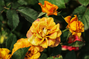 Golden Sunset Roses: A Vibrant Cluster of Blooms