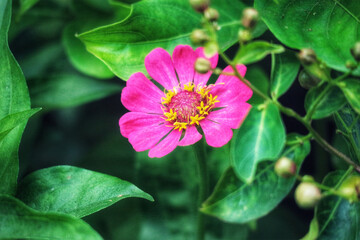 Vibrant Pink Zinnia Blossom Amidst Lush Green Foliage: A Serene Floral Portrait