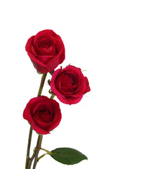 Red rose isolated on white background