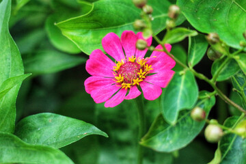 Vibrant Pink Zinnia Blossom in Lush Green Foliage: A Serene Garden Still Life