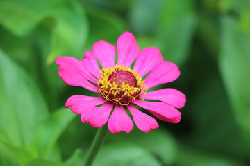 Obraz premium Vibrant Pink Zinnia: A Delicate Floral Close-up