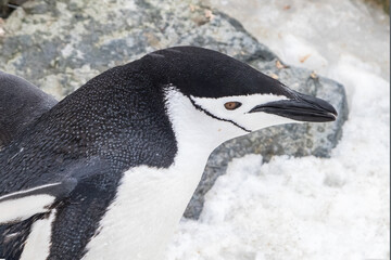 Closeup of Chinstrap Penguin (Pygoscelis antarcticus) standing on rocks and snow. Flippers spread. On Antarctic Peninsula.
