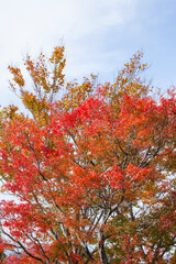 若桜氷ノ山の紅葉 鳥取県 氷ノ山