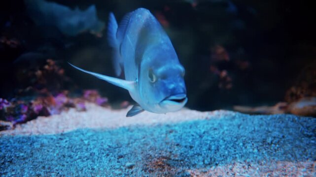 Close up of a Diplodus vulgaris fish swimming near coral reefs