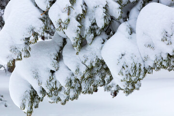 Closeup of fir tree branches, covered in snow. Green needs visible on bottom of branches. Grand Canyon National Park.
