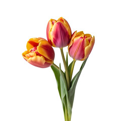 Naklejka premium Two Tulips stacked on top of each other on a white background