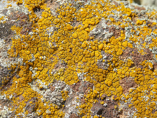 Close-up of vibrant yellow lichen growing on a textured rock surface. A natural, detailed texture.
