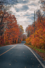 Obraz premium road in autumn forest