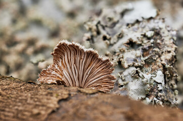 Magical and beautiful mushrooms from the forest.