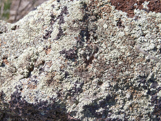 Close-up of a rock surface covered in lichen, showcasing a variety of textures and colors.