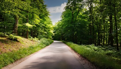 Naklejka premium road in the forest. Forest road in summer. path in the forest. road in the woods. 