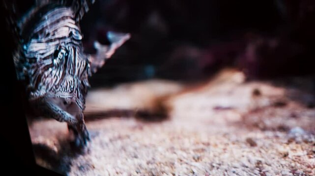 Close up of a Zebrafish swimming near coral reefs