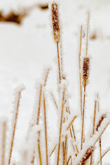 Snow-Covered Pampas grass outdoor, white brown trend color. Winter season beauty as minimal nature. Dry reeds patterns boho style, natural botanical design photo, icy texture on frozen plants