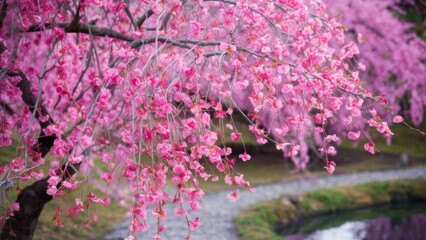 Cherry Sakura Blossoms in Full Bloom