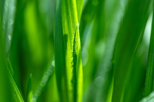 Close up of dew covered green grass in the morning - Powered by Adobe
