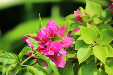 Vibrant Bougainvillea Blooms: A Lush, Tropical Garden Scene