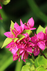 Vibrant Pink Bougainvillea Blossoms: A Vivid Floral Close-up