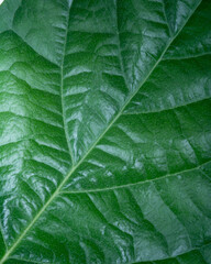 avocado leaf texture close up