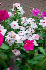 wild white flower Catharanthus roseus