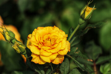 Golden Rose Bloom: A Vibrant Close-up in Natural Light