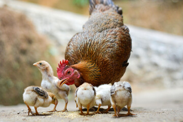 Hen in a farmyard (Gallus gallus domesticus)