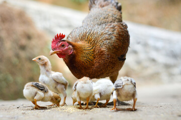 Hen in a farmyard (Gallus gallus domesticus)