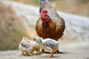 Hen in a farmyard (Gallus gallus domesticus)