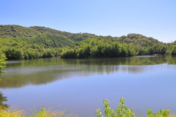 夏の青空と水辺の木々