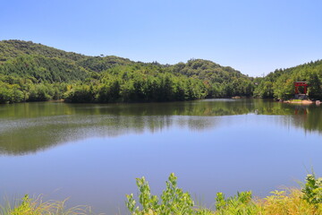 夏の青空と水辺の木々