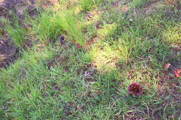 地面に落ちているマツボックリ