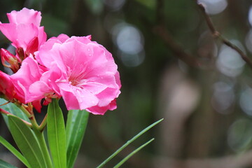 ピンク色をしたキョウチクトウの花