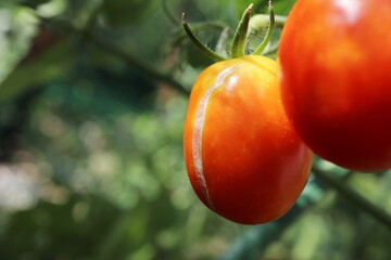 庭の家庭菜園のミニトマトの裂果