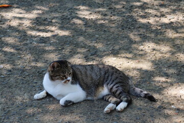 神社の境内に座る猫