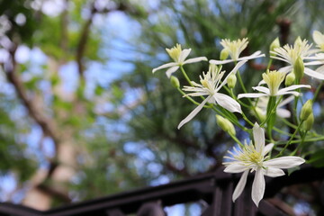 庭に植えた仙人草の白い花