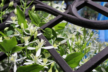 庭に植えた仙人草の白い花