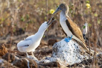 Blue footed booby regurgitating food to feed its young, Galápagos Islands