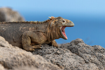 Galapagos land iguana rests on a volcanic rock with its mouth wide open
