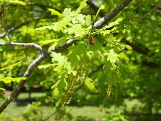 English Oak tree leaves in spring, Colorado