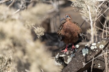 Galapagos dove foraging for food, Galápagos Islands