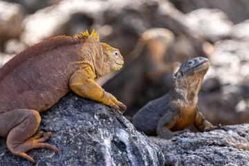 Male Galapagos land iguana smiles with females in the background