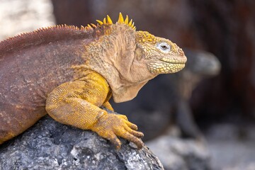 Male Galapagos land iguana smiles with female in the background