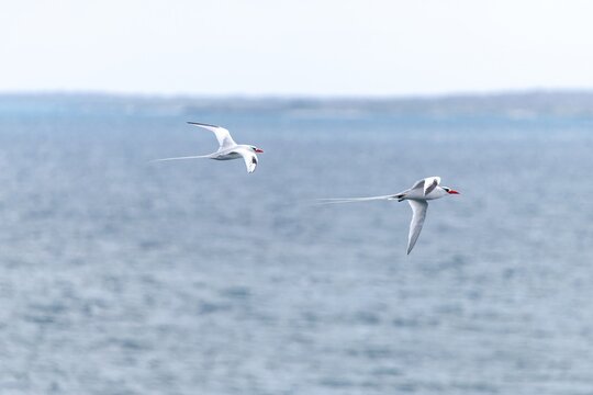 Red billed tropicbirds fly in hunting formation by the sea, Gal&aacute;pagos Islands
